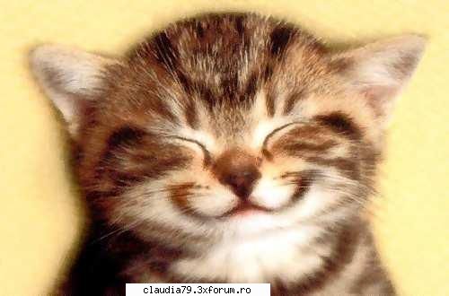 cats pisi