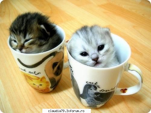 cats
