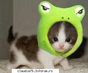 cats