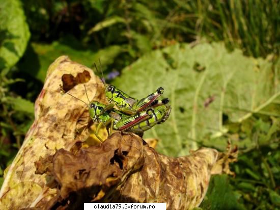 dak zimbeste nimeni... tot din vede zambetul