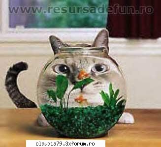 cats cum scapa pisica stres?