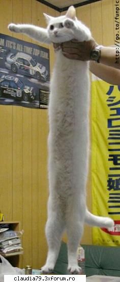 cats metru