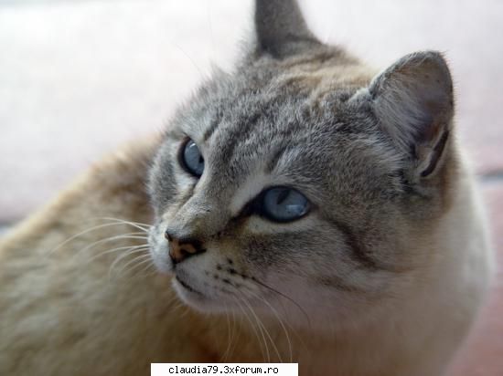 spune că pisicile nouă pare să fie departe adevar. unii veterinari observat