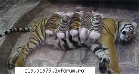 crazy animal friends!