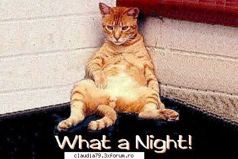 :rotfl: cats