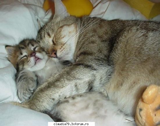 :rotfl: cats