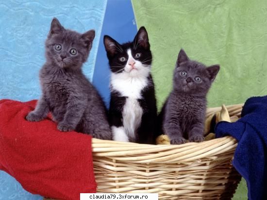 cats