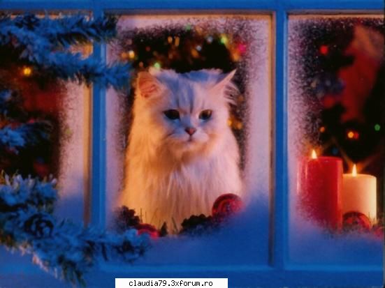 cats wainting for christmas ...