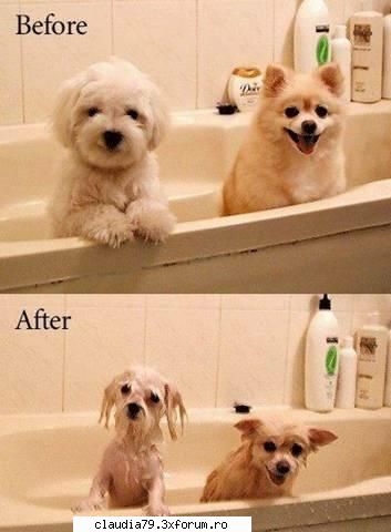 funny dogs ...