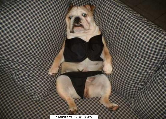 funny dogs stapini