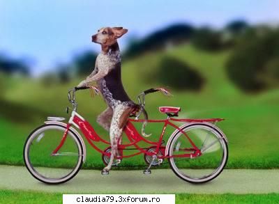 funny dogs bicicleta