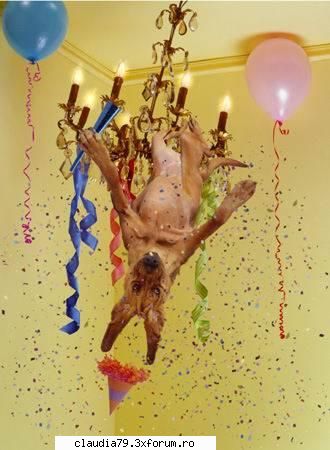 funny dogs happy birthday