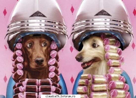 funny dogs coafor