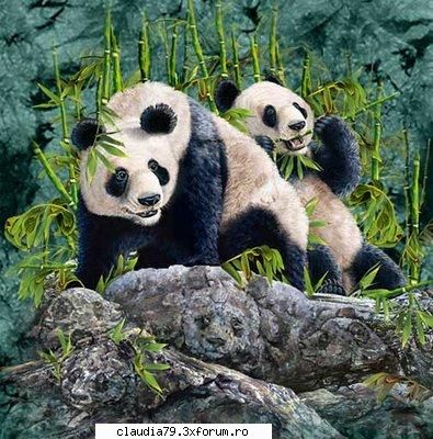 chestii faine panda