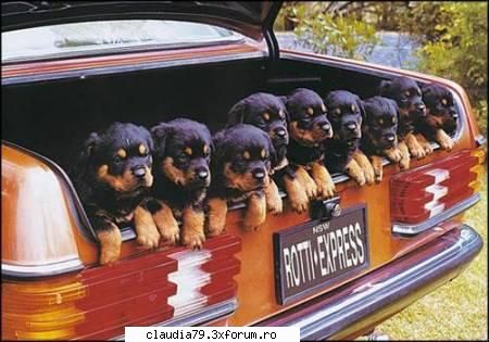 chestii faine rottitaxi