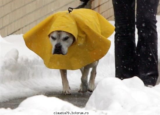funny dogs tare friguros zilele astea! brr!