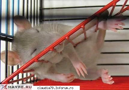 cele mai bune pozitii pat prea multa munca strica ... pauzele lungi dese cheia marilor succese!