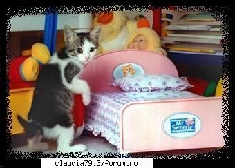 cats going bed ...