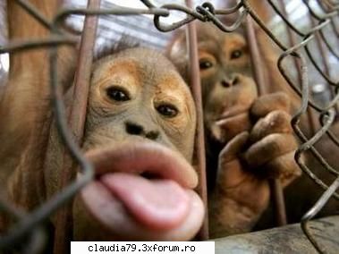 avatare simpatice avatarul personal ...se intelege sine mesajul: "give kiss, baby"