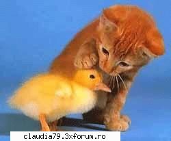 cats