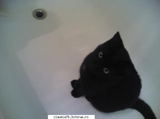 cats ...
