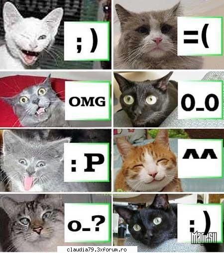 imagini faine cat smile
