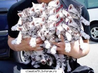 imagini faine cate pisi sunt 