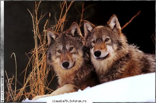 29 octombrie 2006 - Homo naturaliter animal sociale â€” ,,Omul - MAXIMA ZILEI