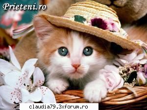 Cats - cea mai adorabila pisik - CHESTII SIMPATICE