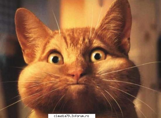 Cats - klingonian - CHESTII SIMPATICE
