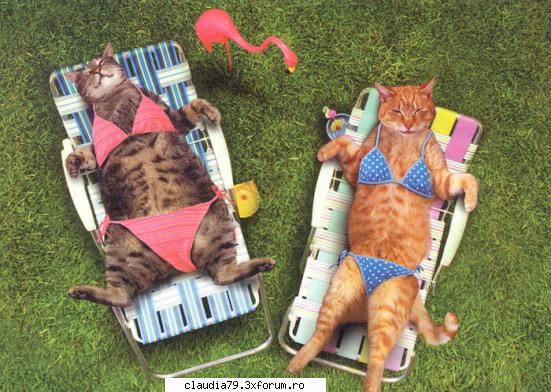 Cats - LIZA - CHESTII SIMPATICE