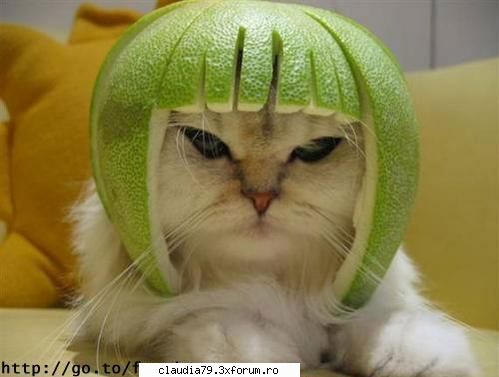 Cats - cilibia - CHESTII SIMPATICE