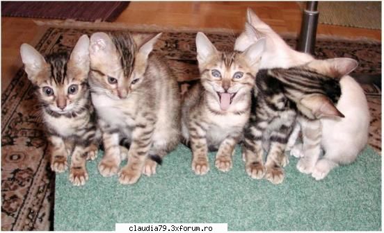 Cats - cinicul - CHESTII SIMPATICE