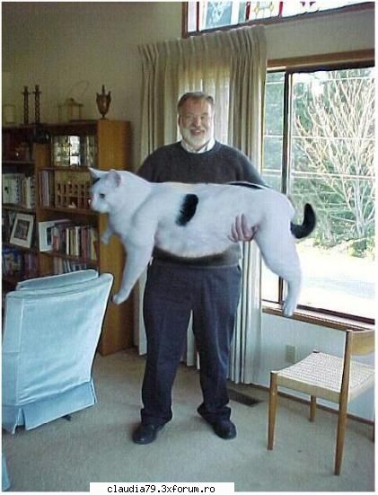 Cats - cinicul - CHESTII SIMPATICE
