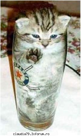 Cats - cinicul - CHESTII SIMPATICE