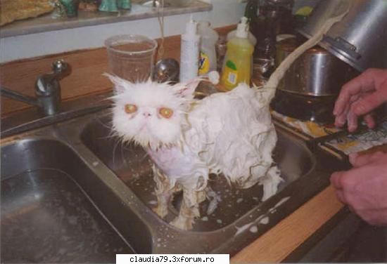 Cats - cinicul - CHESTII SIMPATICE