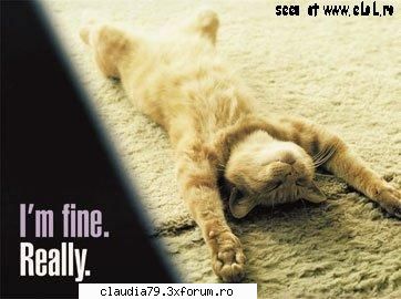 Cats - cinicul - CHESTII SIMPATICE