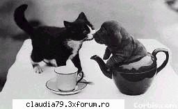 Cats - cinicul - CHESTII SIMPATICE
