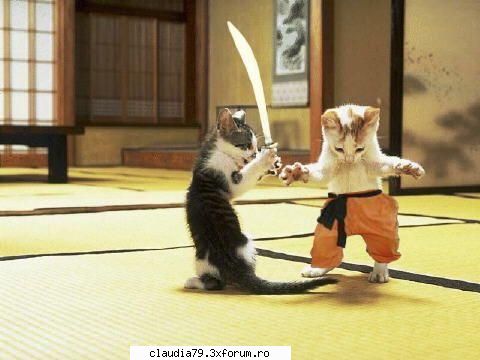 Cats - cinicul - CHESTII SIMPATICE