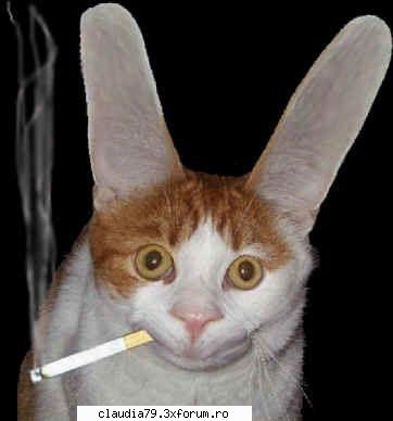 Cats - cinicul - CHESTII SIMPATICE