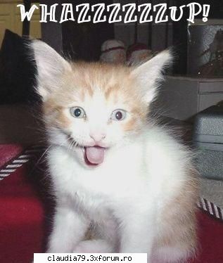 Cats - cinicul - CHESTII SIMPATICE