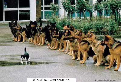 Cats - cinicul - CHESTII SIMPATICE