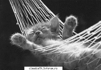Cats - cinicul - CHESTII SIMPATICE