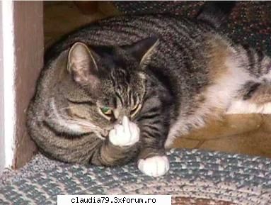 Cats - cinicul - CHESTII SIMPATICE