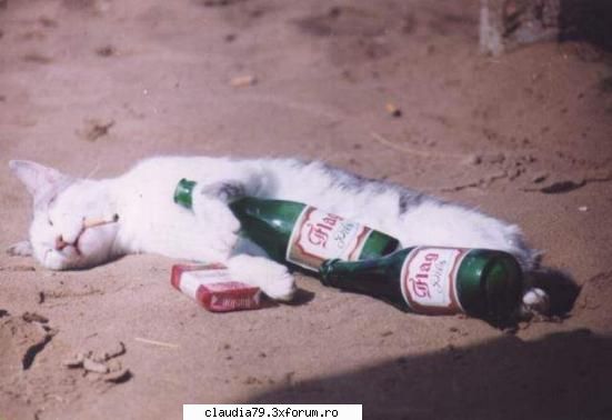 Cats - cinicul - CHESTII SIMPATICE
