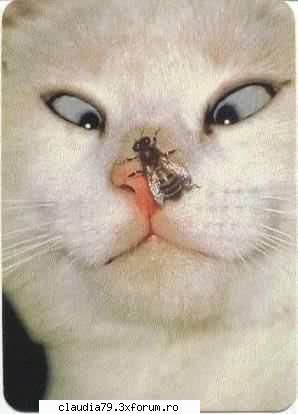 Cats - cinicul - CHESTII SIMPATICE