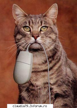 Cats - cinicul - CHESTII SIMPATICE
