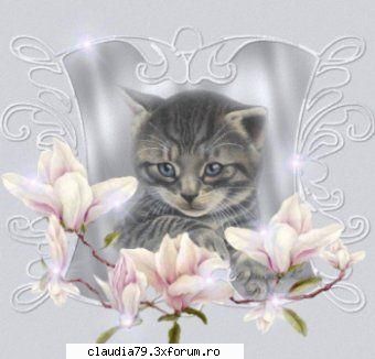 Cats - cinicul - CHESTII SIMPATICE