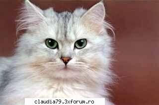 Cats - cinicul - CHESTII SIMPATICE