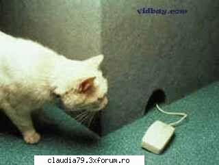 Cats - cinicul - CHESTII SIMPATICE